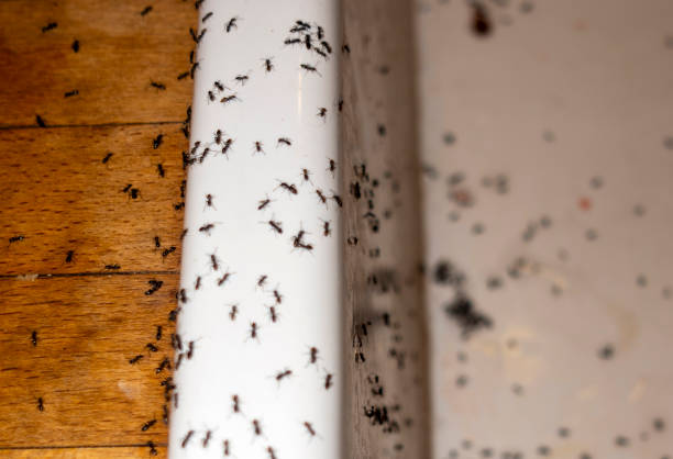 Best Insect Control  in Clintondale, NY