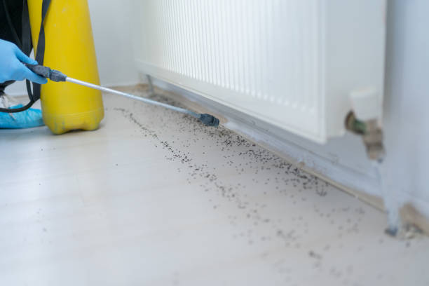 Best Flea Control Services  in Clintondale, NY